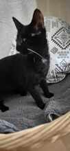 MARLEY, Katze, Europäisch Kurzhaar in Netphen - Bild 4