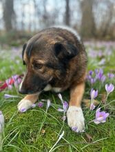 BENJI, Hund, Mischlingshund in Wilhelmshaven - Bild 1