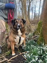 BENJI, Hund, Mischlingshund in Wilhelmshaven - Bild 2