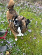 BENJI, Hund, Mischlingshund in Wilhelmshaven - Bild 3