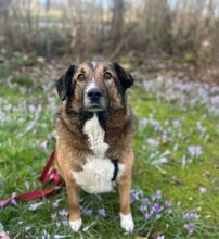 BENJI, Hund, Mischlingshund in Wilhelmshaven - Bild 5