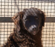 NOCO, Hund, Mischlingshund in Italien