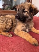 KIRA, Hund, Mischlingshund in Rumänien - Bild 5