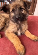 KIRA, Hund, Mischlingshund in Rumänien - Bild 7