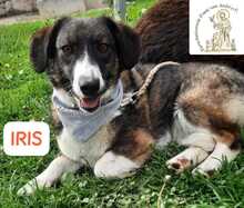 IRIS, Hund, Mischlingshund in Bosnien und Herzegowina