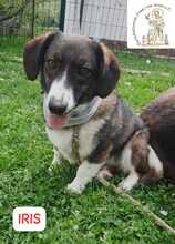 IRIS, Hund, Mischlingshund in Bosnien und Herzegowina - Bild 2