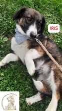 IRIS, Hund, Mischlingshund in Bosnien und Herzegowina - Bild 3
