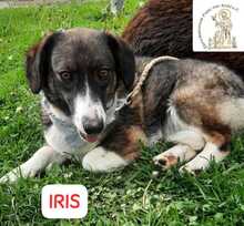 IRIS, Hund, Mischlingshund in Bosnien und Herzegowina - Bild 4