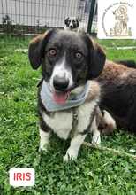 IRIS, Hund, Mischlingshund in Bosnien und Herzegowina - Bild 5