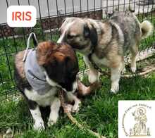 IRIS, Hund, Mischlingshund in Bosnien und Herzegowina - Bild 6