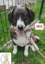 IRIS, Hund, Mischlingshund in Bosnien und Herzegowina - Bild 7