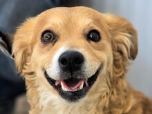 HONEY1, Hund, Mischlingshund in Spanien - Bild 1