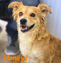 HONEY1, Hund, Mischlingshund in Spanien - Bild 2