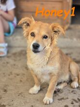HONEY1, Hund, Mischlingshund in Spanien - Bild 3