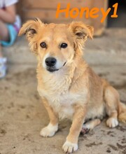 HONEY1, Hund, Mischlingshund in Spanien - Bild 4