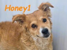 HONEY1, Hund, Mischlingshund in Spanien - Bild 5