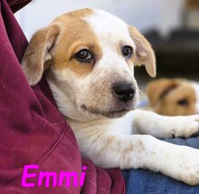 EMMI, Hund, Mischlingshund in Spanien - Bild 1