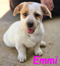 EMMI, Hund, Mischlingshund in Spanien - Bild 2