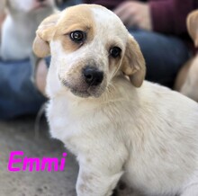 EMMI, Hund, Mischlingshund in Spanien - Bild 3