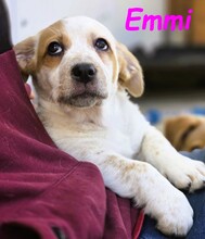 EMMI, Hund, Mischlingshund in Spanien - Bild 4