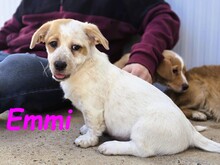 EMMI, Hund, Mischlingshund in Spanien - Bild 5