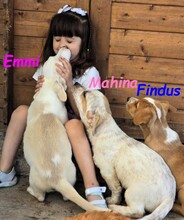 EMMI, Hund, Mischlingshund in Spanien - Bild 6