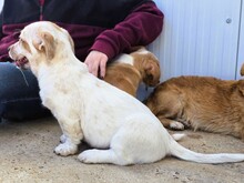 EMMI, Hund, Mischlingshund in Spanien - Bild 7