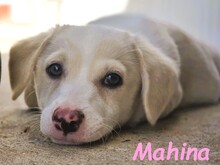 MAHINA, Hund, Mischlingshund in Spanien - Bild 1