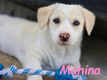 MAHINA, Hund, Mischlingshund in Spanien - Bild 2