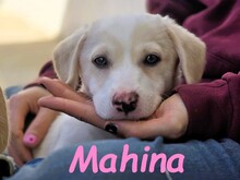 MAHINA, Hund, Mischlingshund in Spanien - Bild 3