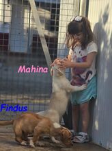 MAHINA, Hund, Mischlingshund in Spanien - Bild 4