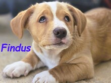 FINDUS, Hund, Mischlingshund in Spanien - Bild 1