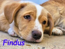FINDUS, Hund, Mischlingshund in Spanien - Bild 2