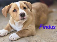 FINDUS, Hund, Mischlingshund in Spanien - Bild 3
