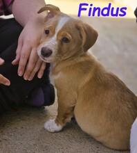 FINDUS, Hund, Mischlingshund in Spanien - Bild 6