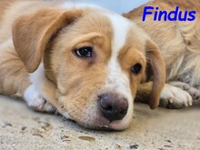 FINDUS, Hund, Mischlingshund in Spanien - Bild 7
