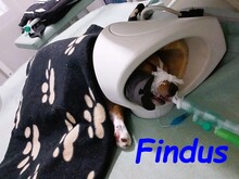 FINDUS, Hund, Mischlingshund in Spanien - Bild 8