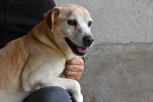 JIMMY, Hund, Mischlingshund in Italien - Bild 1
