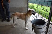 JIMMY, Hund, Mischlingshund in Italien - Bild 11