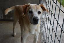 JIMMY, Hund, Mischlingshund in Italien - Bild 12