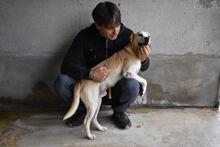 JIMMY, Hund, Mischlingshund in Italien - Bild 13