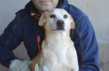 JIMMY, Hund, Mischlingshund in Italien - Bild 14