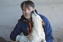 JIMMY, Hund, Mischlingshund in Italien - Bild 15