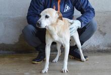 JIMMY, Hund, Mischlingshund in Italien - Bild 16
