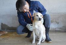 JIMMY, Hund, Mischlingshund in Italien - Bild 19
