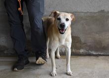 JIMMY, Hund, Mischlingshund in Italien - Bild 2