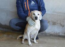 JIMMY, Hund, Mischlingshund in Italien - Bild 20
