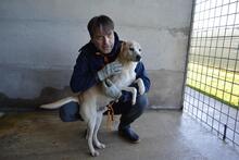 JIMMY, Hund, Mischlingshund in Italien - Bild 21