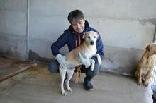 JIMMY, Hund, Mischlingshund in Italien - Bild 22