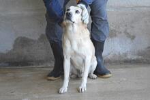 JIMMY, Hund, Mischlingshund in Italien - Bild 23